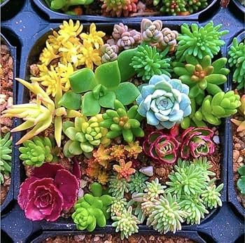 Amazon.co.jp: お任せカラフルセダム 多肉植物 カット苗 寄せ
